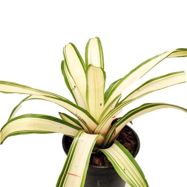 Bromeliad – Neoregelia 'Ardie' 6"pot - Image 2