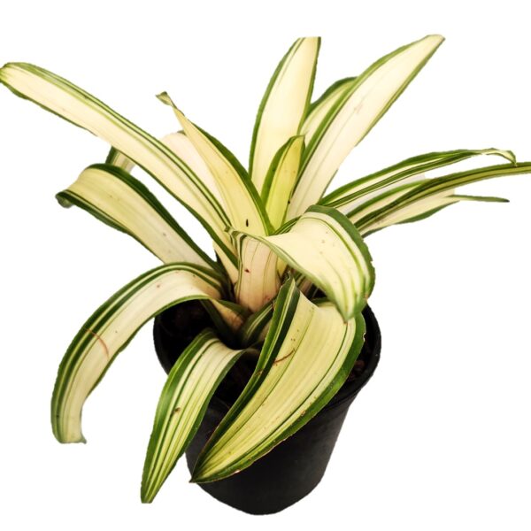 Bromeliad – Neoregelia 'Ardie' 6"pot