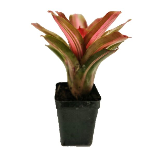 Bromeliad – Neoregelia 'David and Sherlette' 4”Pot - Image 2