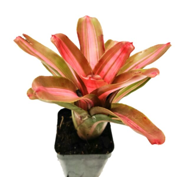 Bromeliad – Neoregelia 'David and Sherlette' 4”Pot