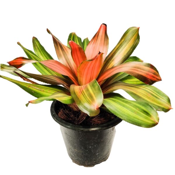 Bromeliad – Neoregelia Freddie 6"Pot