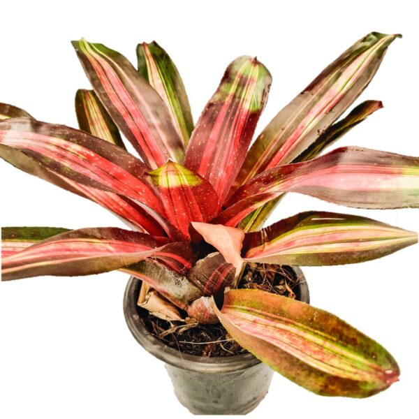 Bromeliad – Neoregelia 'Margaret 6"pot