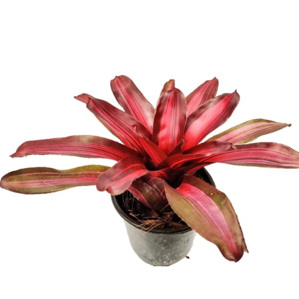 Bromeliad – Neoregelia 'Pink on Black' 6"Pot