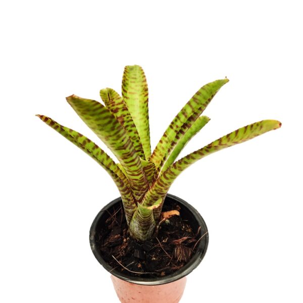 Bromeliad – Neoregelia 'Tigrina' 5"pot - Image 2