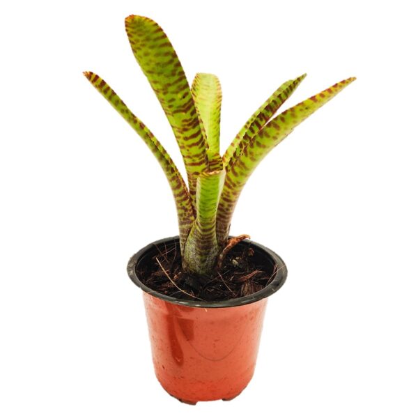 Bromeliad – Neoregelia 'Tigrina' 5"pot