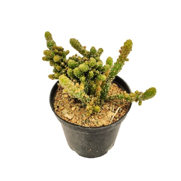 Opuntia monacantha, Monstruosa, Joseph's Coat, Best cactus for indoor