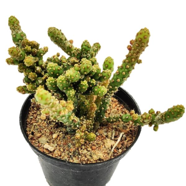 Opuntia monacantha, Monstruosa, Joseph's Coat, Best cactus for indoor - Image 3