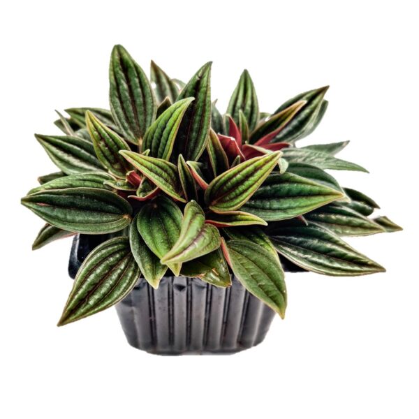 Peperomia Rosso 3”Pot Indoor Plant