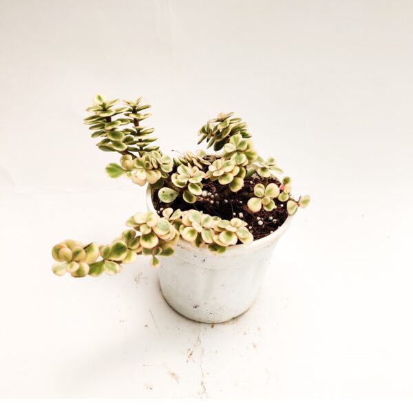 Portulacaria afra 'Variegata' - Rainbow Bush 4” Pot