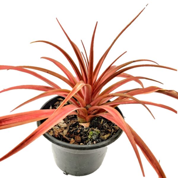 Bromeliad – Red Pineapple 6"Pot