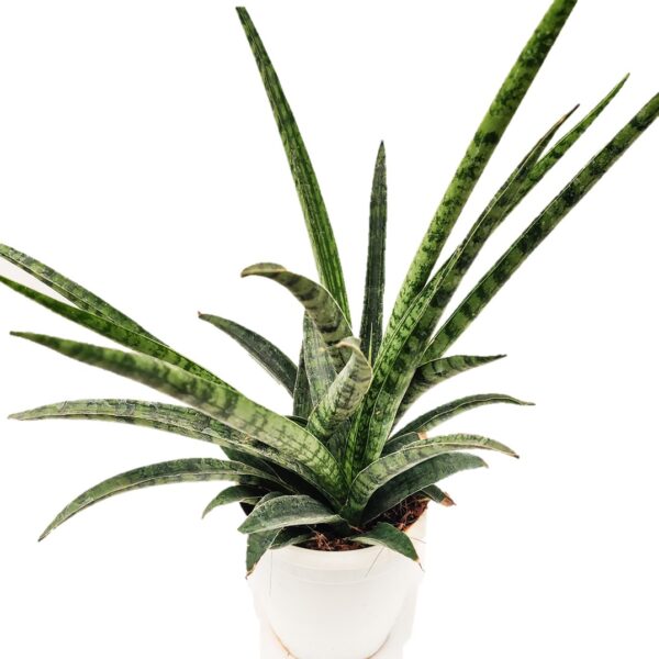 Sansevieria 'Silver Steel', Snake plant, Air purifier plant
