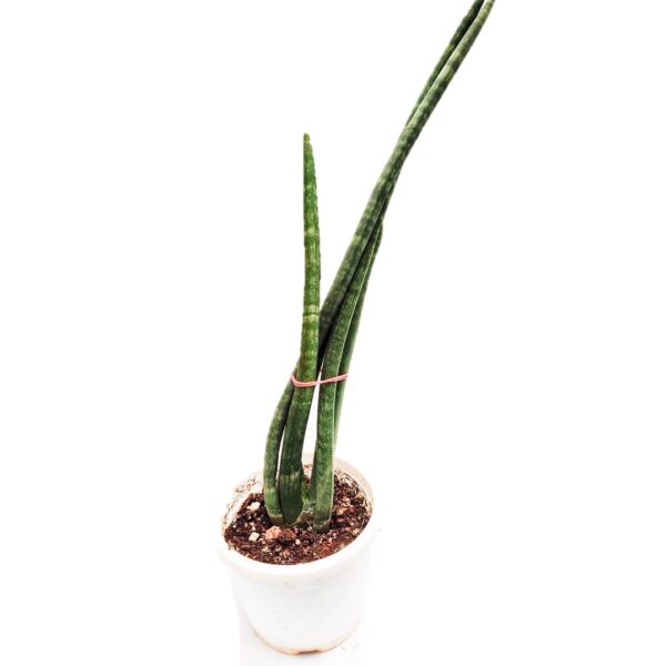 Sansevieria cylindrica - African spear - Cylindrical snake plant