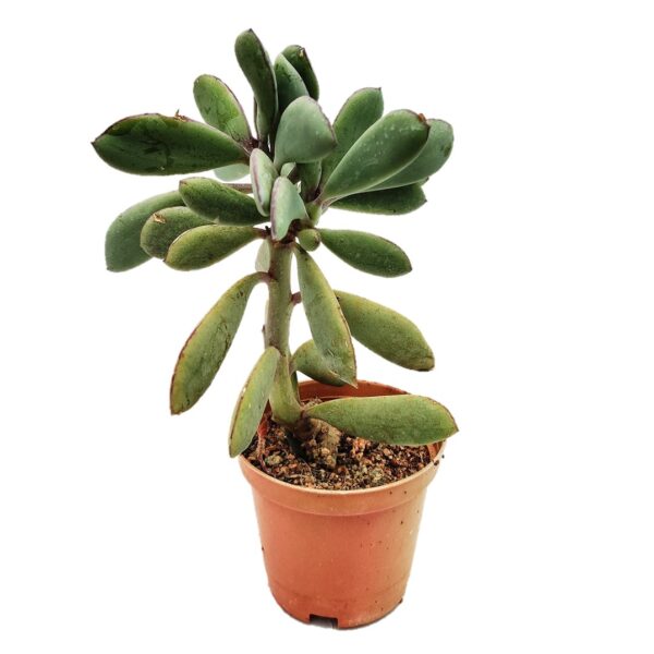 Vertical Leaf Senecio, Senecio Crassissimus, Propeller plant, Indoor Succulent