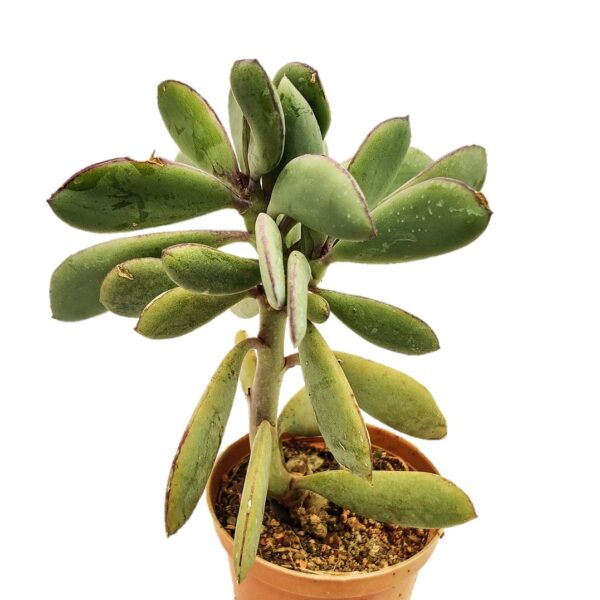 Vertical Leaf Senecio, Senecio Crassissimus, Propeller plant, Indoor Succulent - Image 2