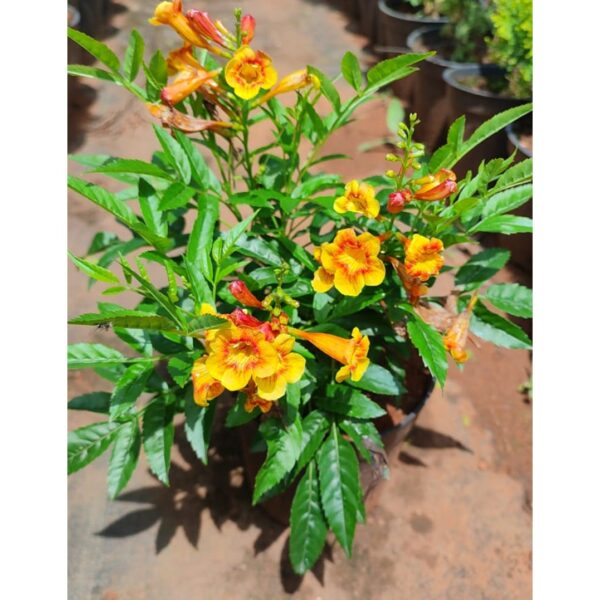 Tecoma Dwarf Bicolor - Outdoor plant
