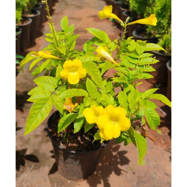 Tecoma Dwarf Yellow - Outdoor plant