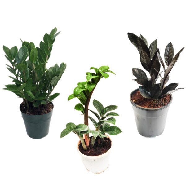 Pack of 3 ZZ combo, ZZ plant, 'Zenzi' Dwarf ZZ, ZZ Raven Plant 4" pot,