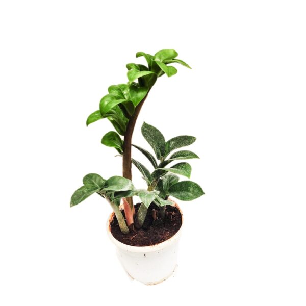 Zamioculcas zamiifolia 'Zenzi' | Dwarf ZZ Plant 4"