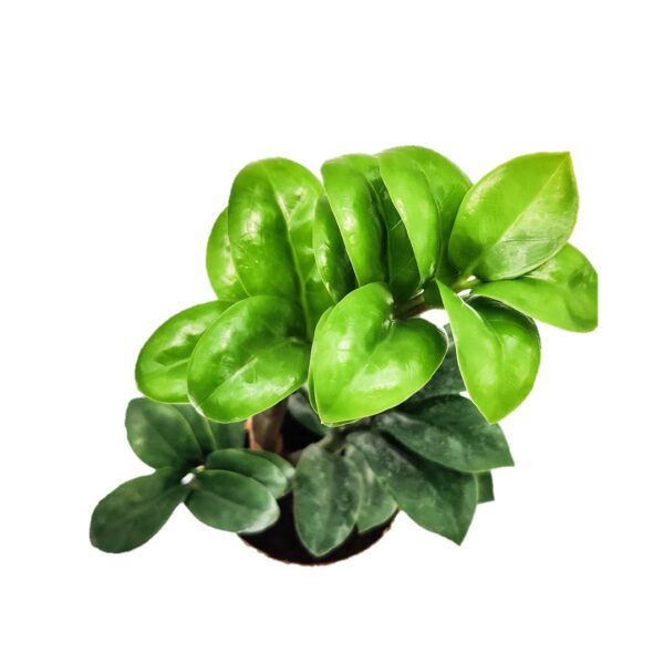 Zamioculcas zamiifolia 'Zenzi' | Dwarf ZZ Plant 4" - Image 2