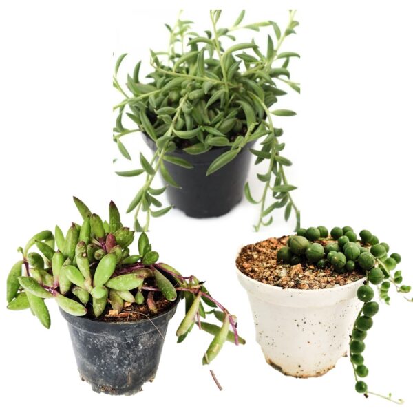 Pack of 3 String plant, String of Bananas, String of Pearl, Ruby Necklace plant, Indoor Plant with Plastic Pot, Hanging plant