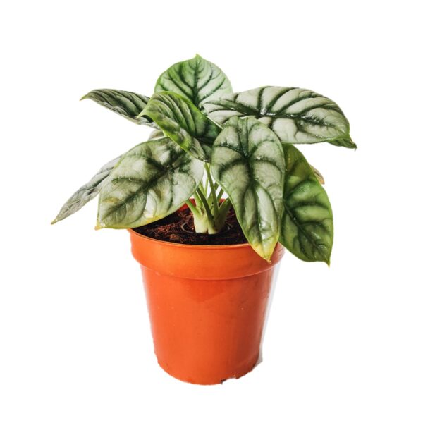 Alocasia Silver Dragon