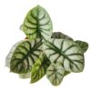Alocasia Silver Dragon - Image 2