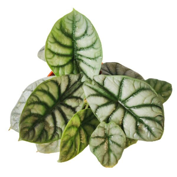 Alocasia Silver Dragon - Image 2