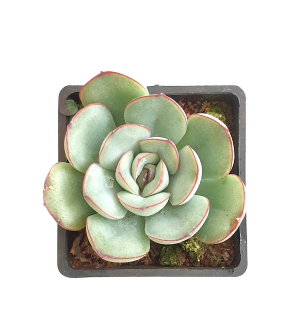 Echeveria Pulidonis - Succulents