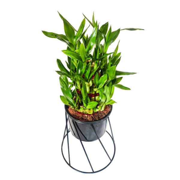 3 Layer Lucky Bamboo in Ceramic Pot with Stand