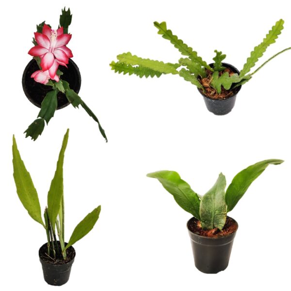 Pack of 4 Brahma Kamal combo offer