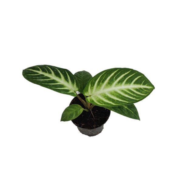 Caladium lindenii 'Magnificum' A.k.a Xanthosoma lindenii 'Magnificum'