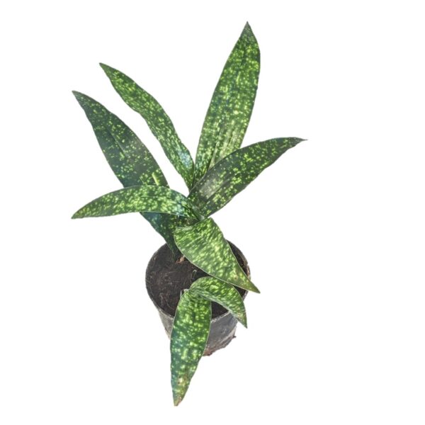 Aspidistra Sichuanensis 'spek-tacular' a.k.a Cast iron 4"Pot - Image 2