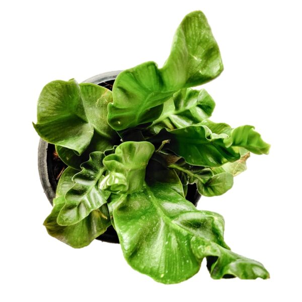 Bird's nest fern, Cobra fern (Asplenium nidus) Indoor plant, Air Purifier - Image 2