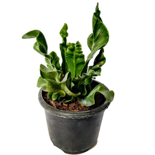 Bird's nest fern, Cobra fern (Asplenium nidus) Indoor plant, Air Purifier