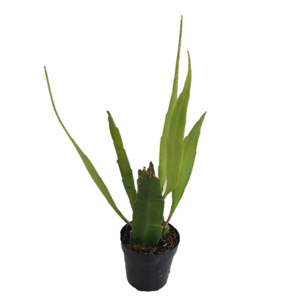 Day blooming Brahma Kamal  Miniature - Image 2