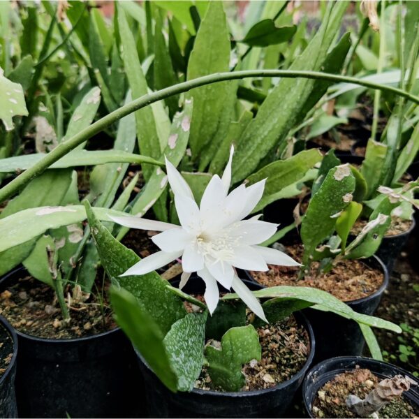 Day blooming Brahma Kamal  Miniature - Image 3