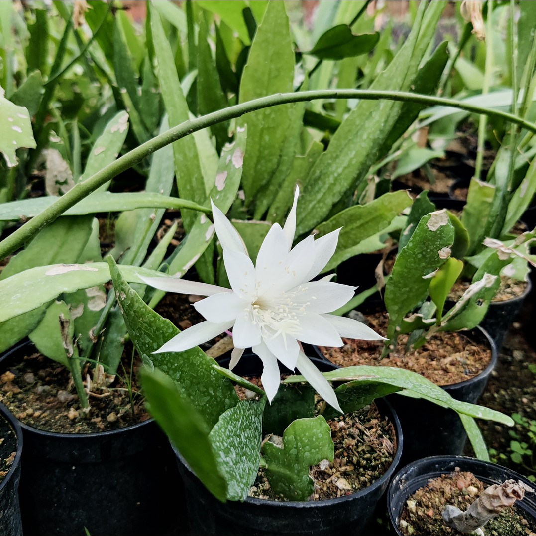 Day blooming Brahma Kamal Miniature MyPlantMyTaste