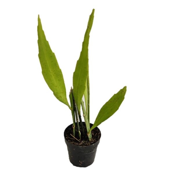 Pack of 4 Brahma Kamal combo offer - Image 2