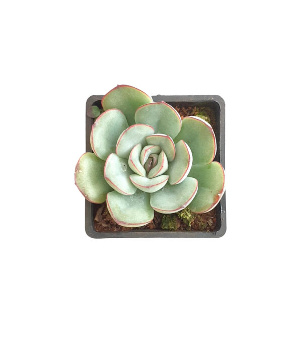 Echeveria Pulidonis - Succulents - Image 3