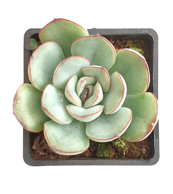 Echeveria Pulidonis - Succulents - Image 2