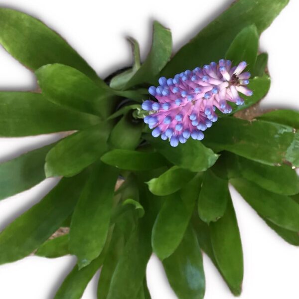 Matchstick bromeliad - Aechmea Gamosepala - Image 2