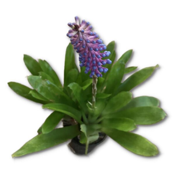 Matchstick bromeliad - Aechmea Gamosepala