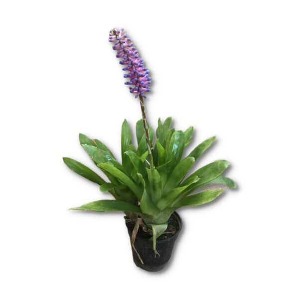 Matchstick bromeliad - Aechmea Gamosepala - Image 3