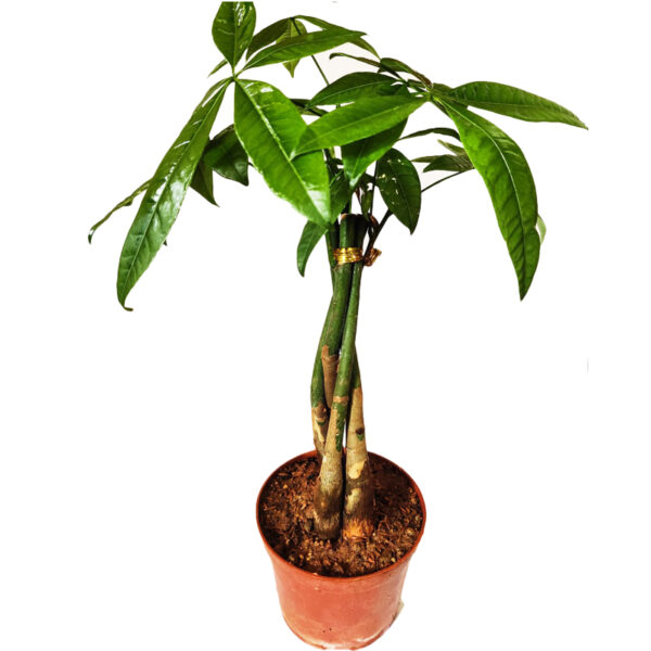 Pachira Aquatica - Money tree plants - Image 2