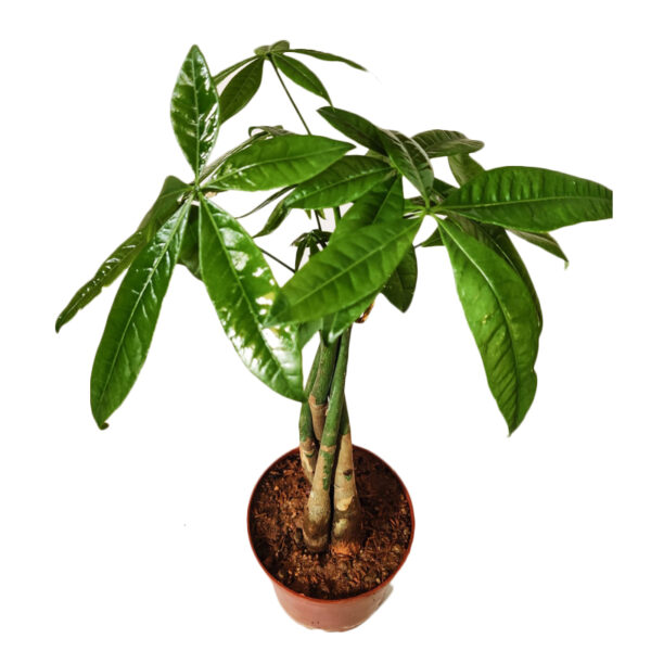 Pachira Aquatica - Money tree plants