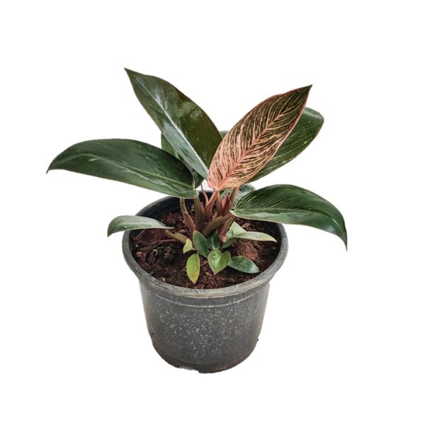 Philodendron Birkin Plant (Pink)