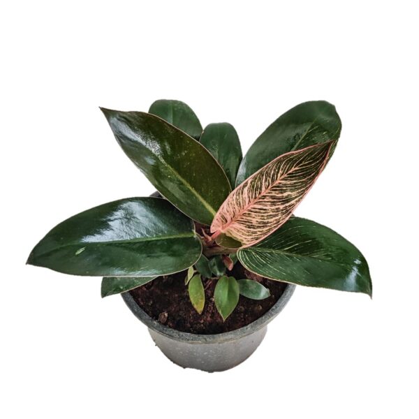 Philodendron Birkin Plant (Pink) - Image 2
