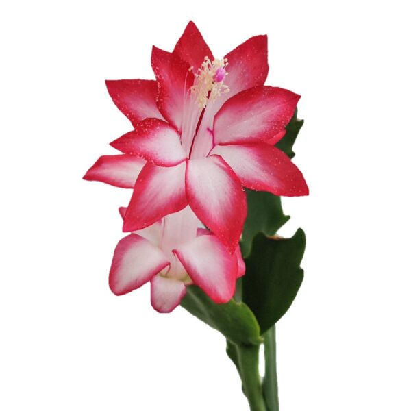 Pack of 4 Brahma Kamal combo offer - Image 3