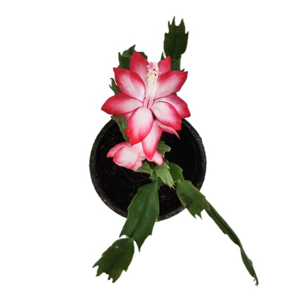 Schlumbergera a.k.a Christmas cactus