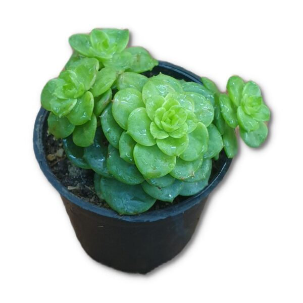 Sedeveria Rolly